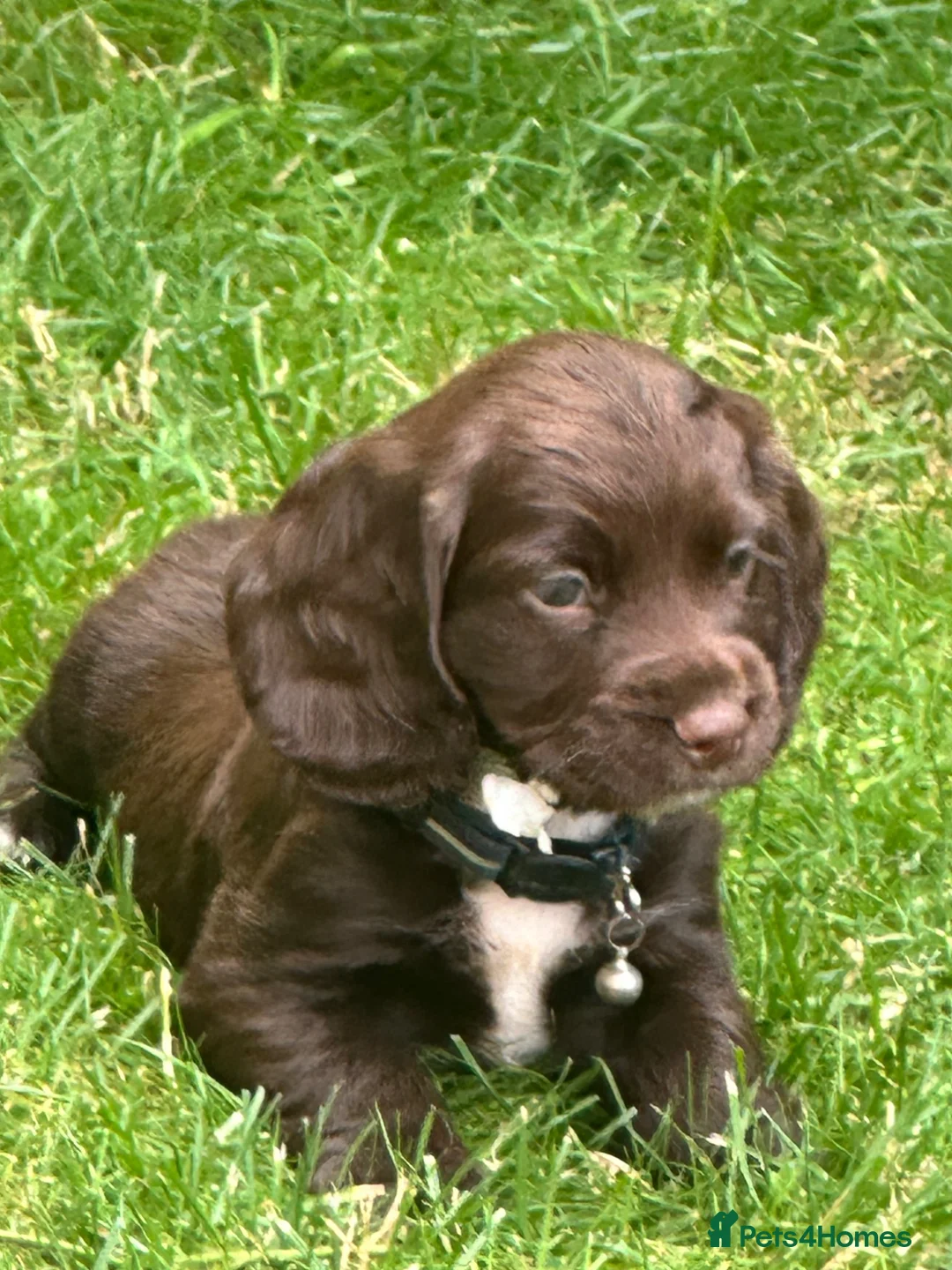 Cocker Spaniel dogs for sale: Fully Health tested kc registered last choc boy  - Advert 2