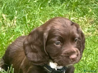 Cocker Spaniel dogs Fully Health tested kc registered working cocker - Advert 6