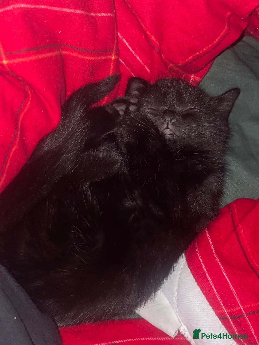 Mixed Breed cats for sale: 3 Month Old Kitten - Advert 2