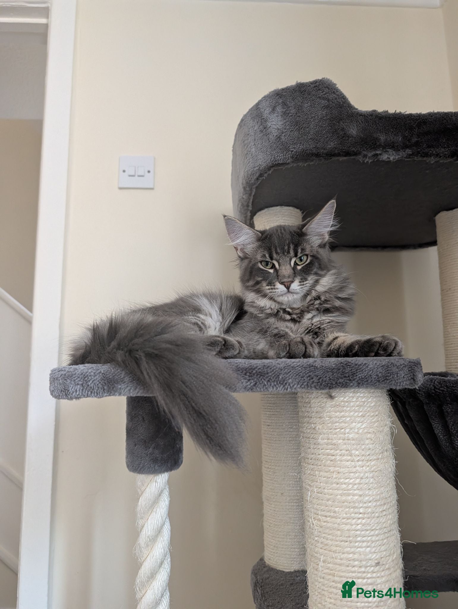 Maine Coon cats Obie the Maine coon  - Advert 10