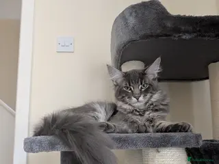 Maine Coon cats Obie the Maine coon - Advert 10