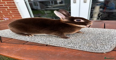 Rex rabbits - Advert 11