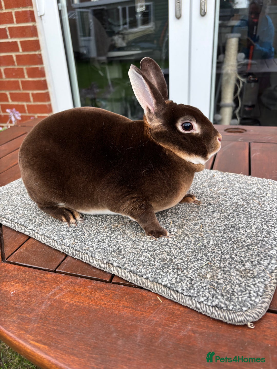 Rex rabbits for sale: Stunning Purebred Chocolate Otter Mini Rex - Image 3