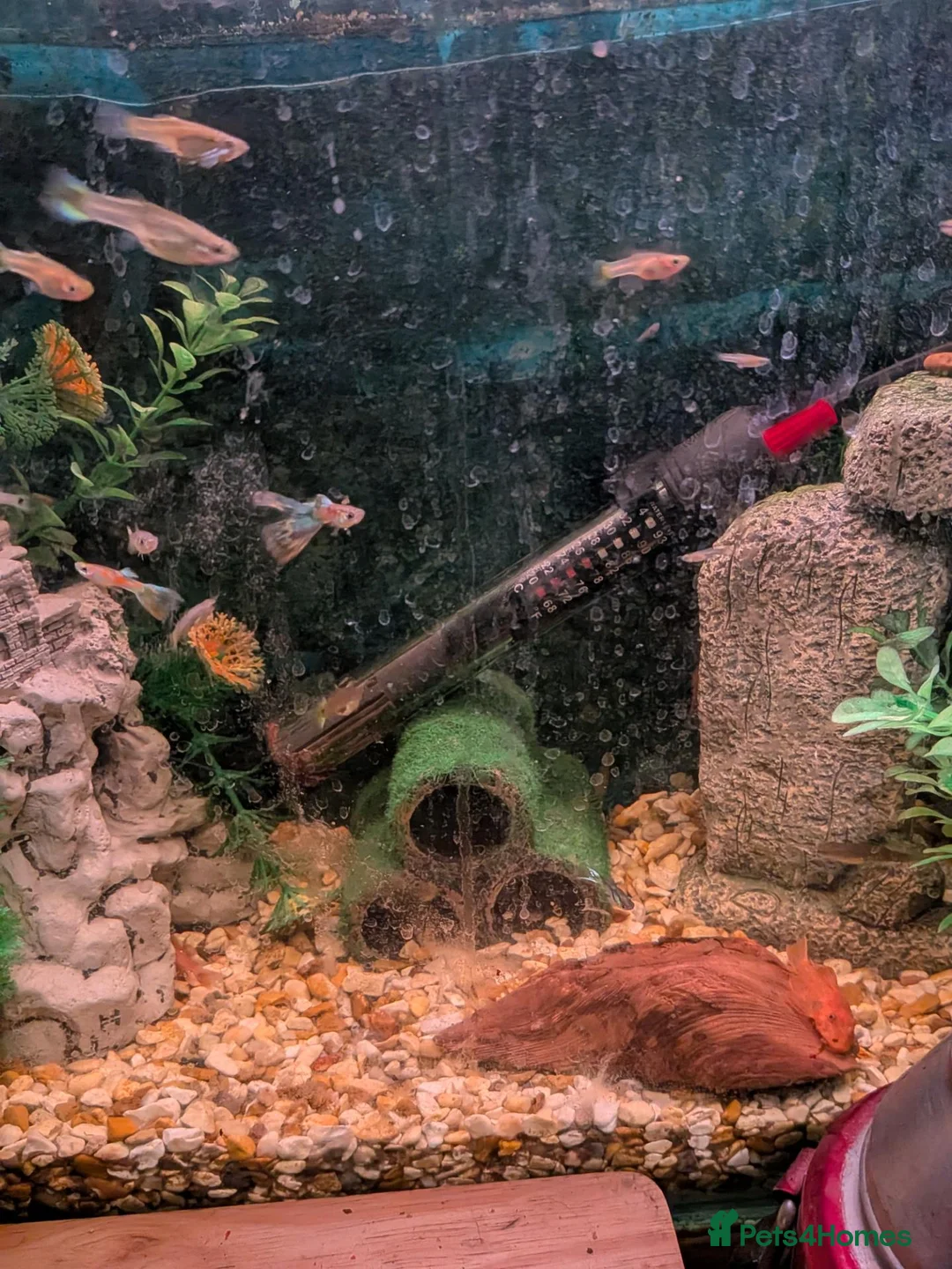 Other/Mixed Breed fish for sale: Young guppies  - Advert 2