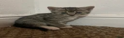 Abyssinian cats for sale: Kitten for sale - Advert 13