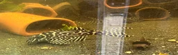 Plecos fish for sale: L236rb cracked zebra Pleco. 1”-2” - Advert 5