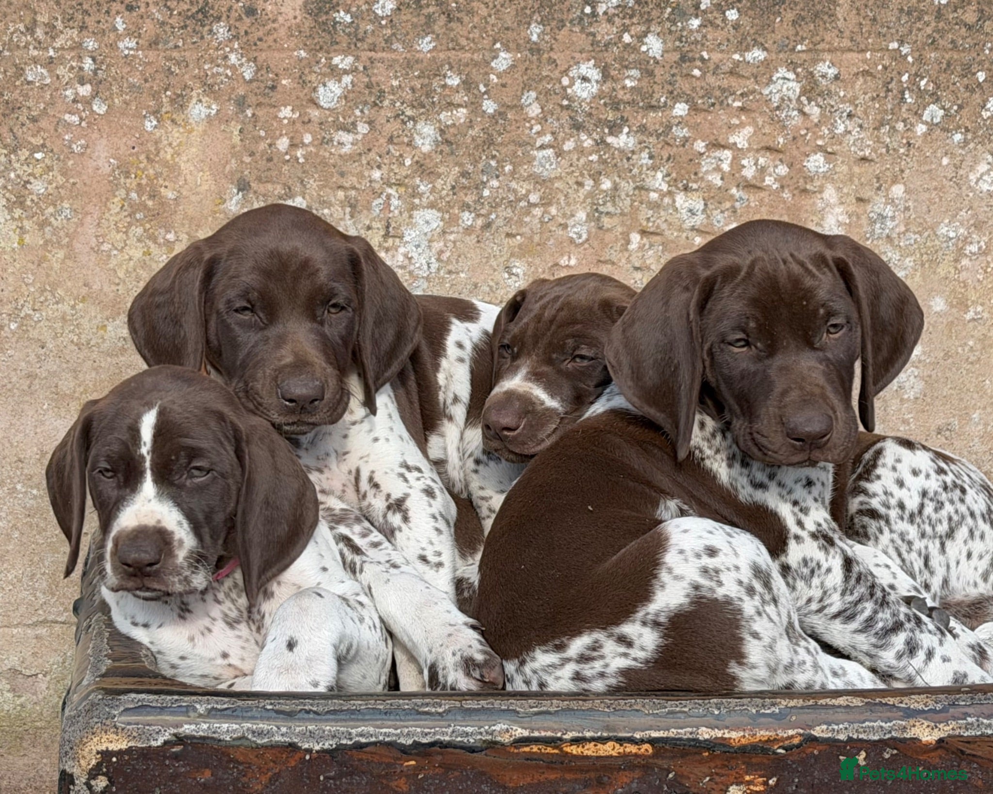 German Shorthaired Pointer dogs KC Registered German Shorthaired Pointer Puppies - Advert 1