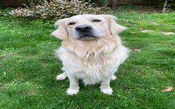 Golden Retriever dogs for sale: 2 year old Golden Retriever Zaki - Image 2