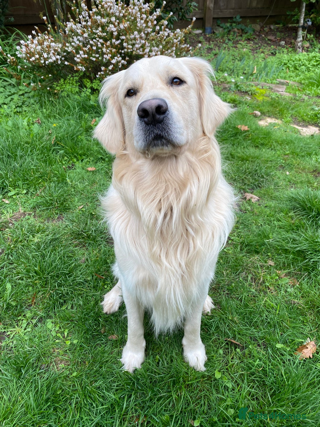 Golden Retriever dogs for sale: 2 year old Golden Retriever Zaki - Image 2