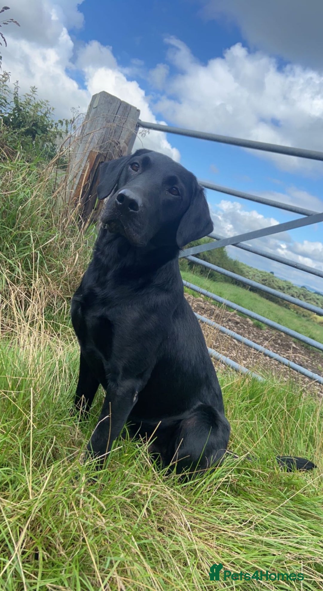 Labrador Retriever dogs for stud: Health Tested KC Registered Black Labrador Stud in Ashbourne - Advert 5