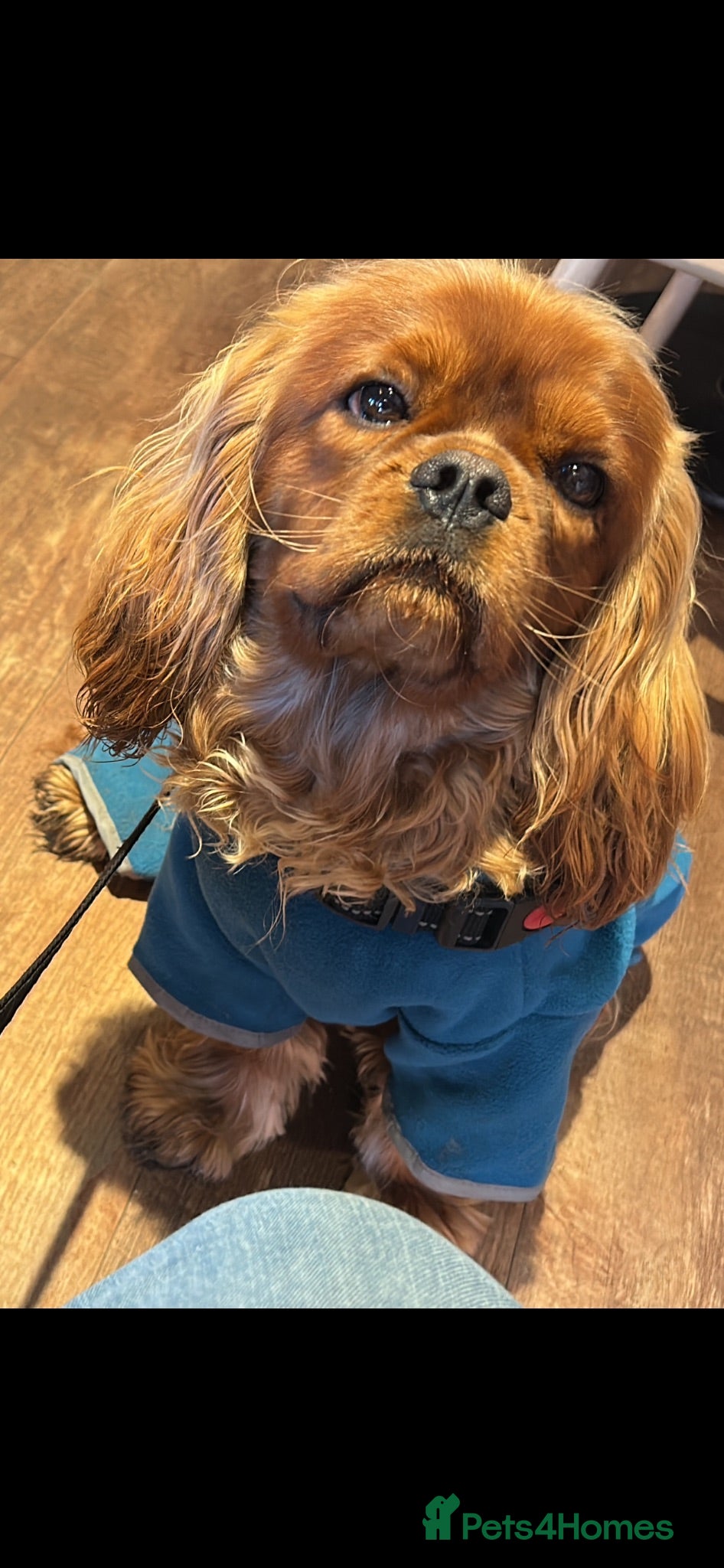 Cavalier King Charles Spaniel dogs 18 month old KC male  - Advert 5