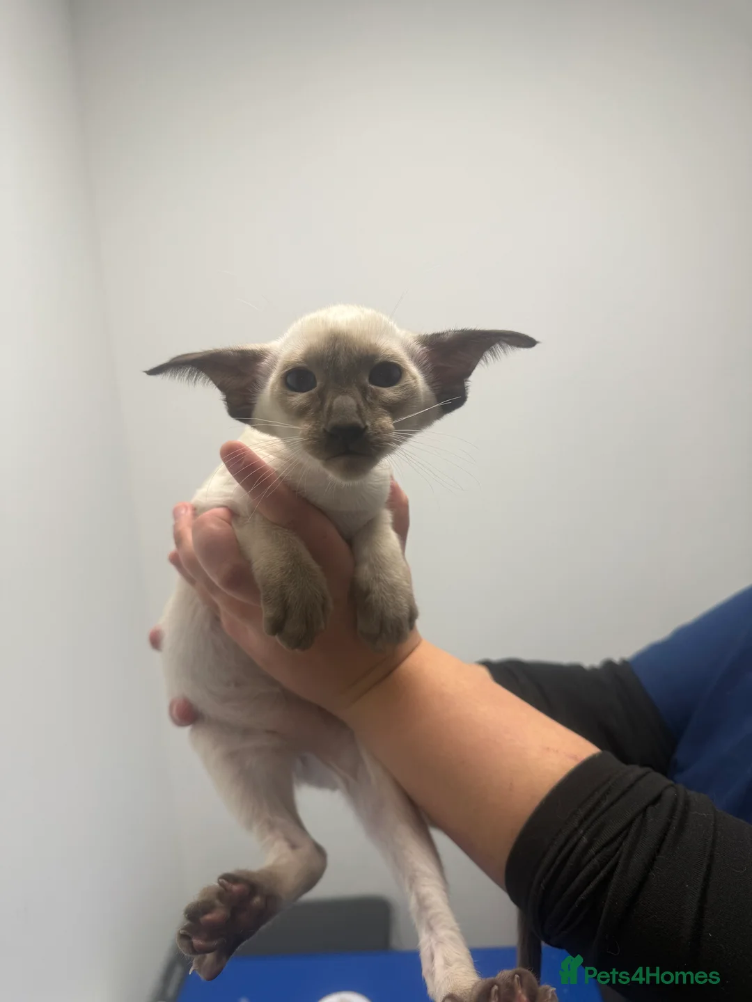 Siamese cats for sale: Stunning chocolate point Gccf registered girl  - Advert 4