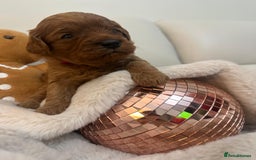 Cavapoo dogs for sale: 🐾 Beautiful F1 Cavapoos – Raised with Love  🐾 - Advert 31