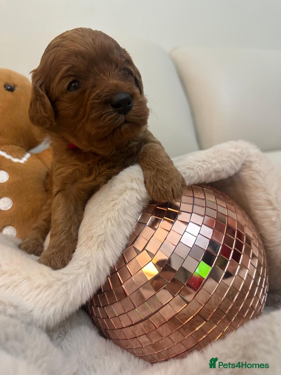 Cavapoo dogs for sale: 🐾 Beautiful F1 Cavapoos – Raised with Love  🐾 - Advert 31