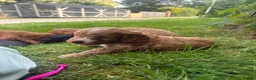 Cockapoo dogs for sale: F1 Cockapoo’s  - Advert 10