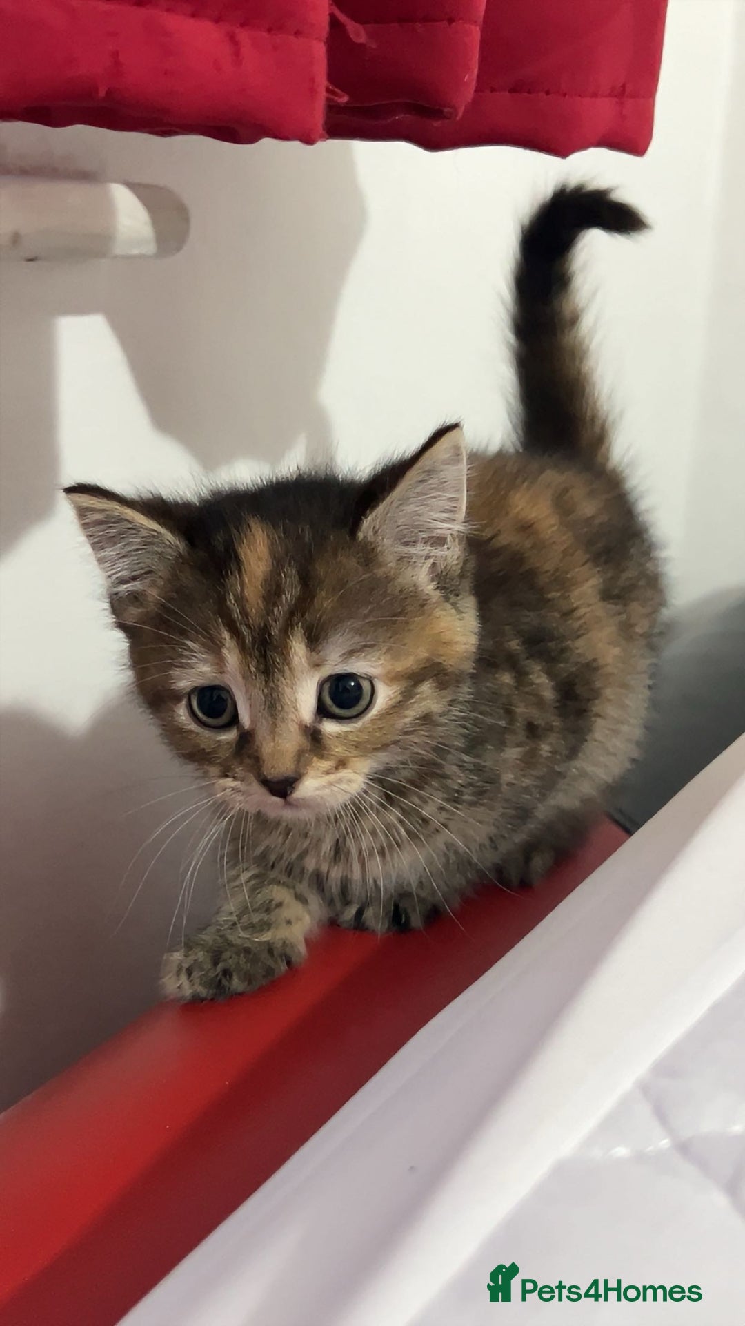 American Shorthair cats for sale: Tabby kittens Ready to go - Advert 7