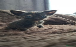 Sphynx cats for sale: Sphynx mix kittens  - Image 4