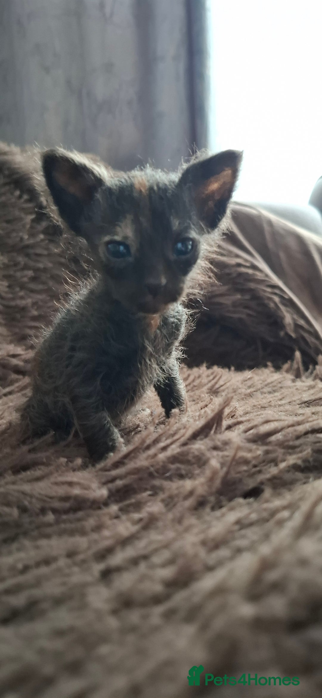 Sphynx cats for sale: Sphynx mix kittens  - Image 4