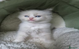 Ragdoll cats for sale: beautiful ragdoll kittens  - Image 8