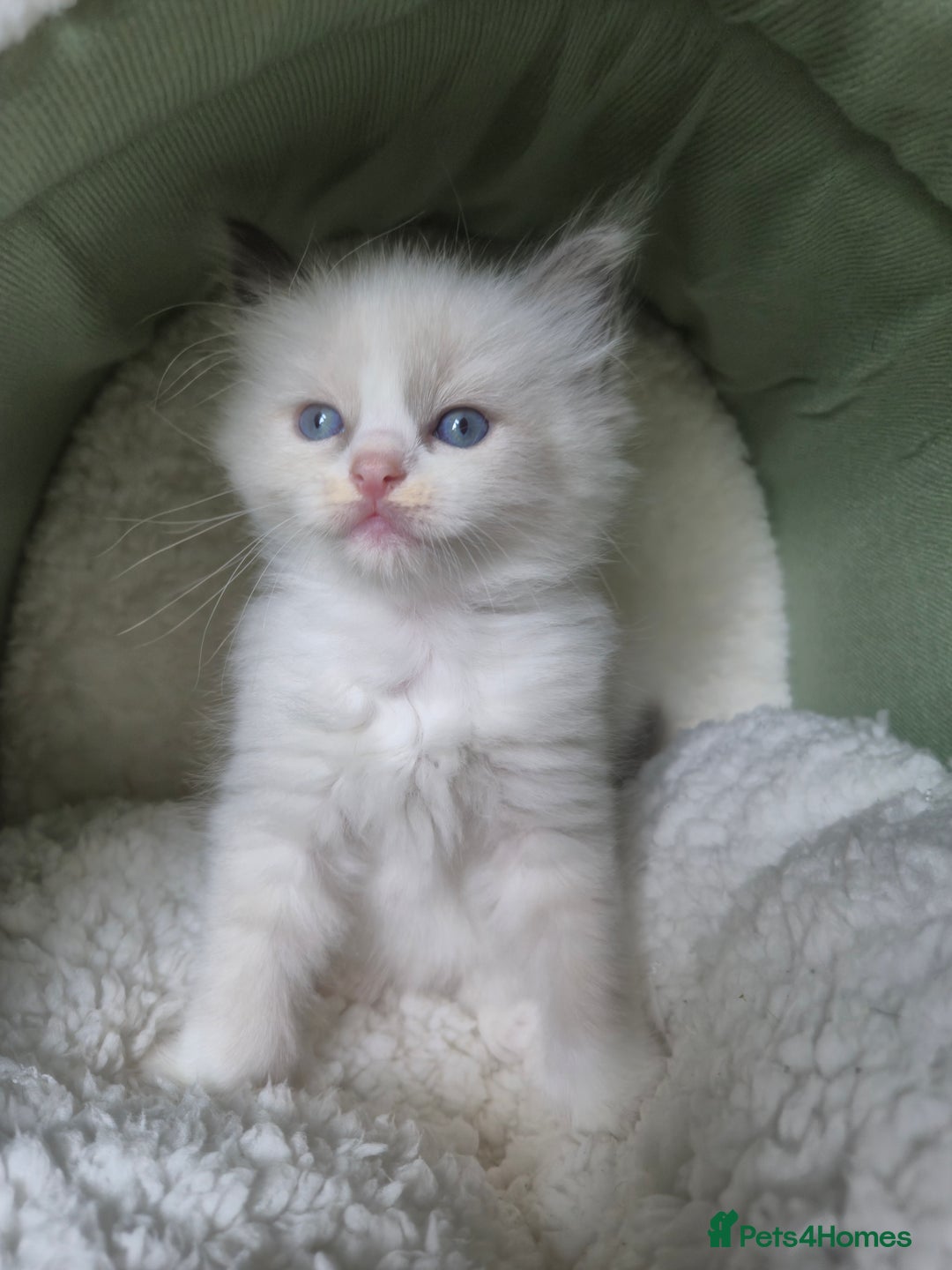 Ragdoll cats for sale: beautiful ragdoll kittens  - Image 8