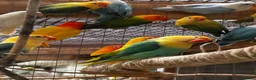 Lovebirds birds for sale: Beautiful baby and adult lovebird - Advert 3