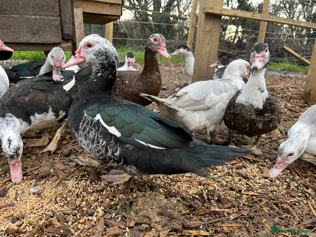 Ducks poultry for sale: Muscovy female ducks  - Advert 4