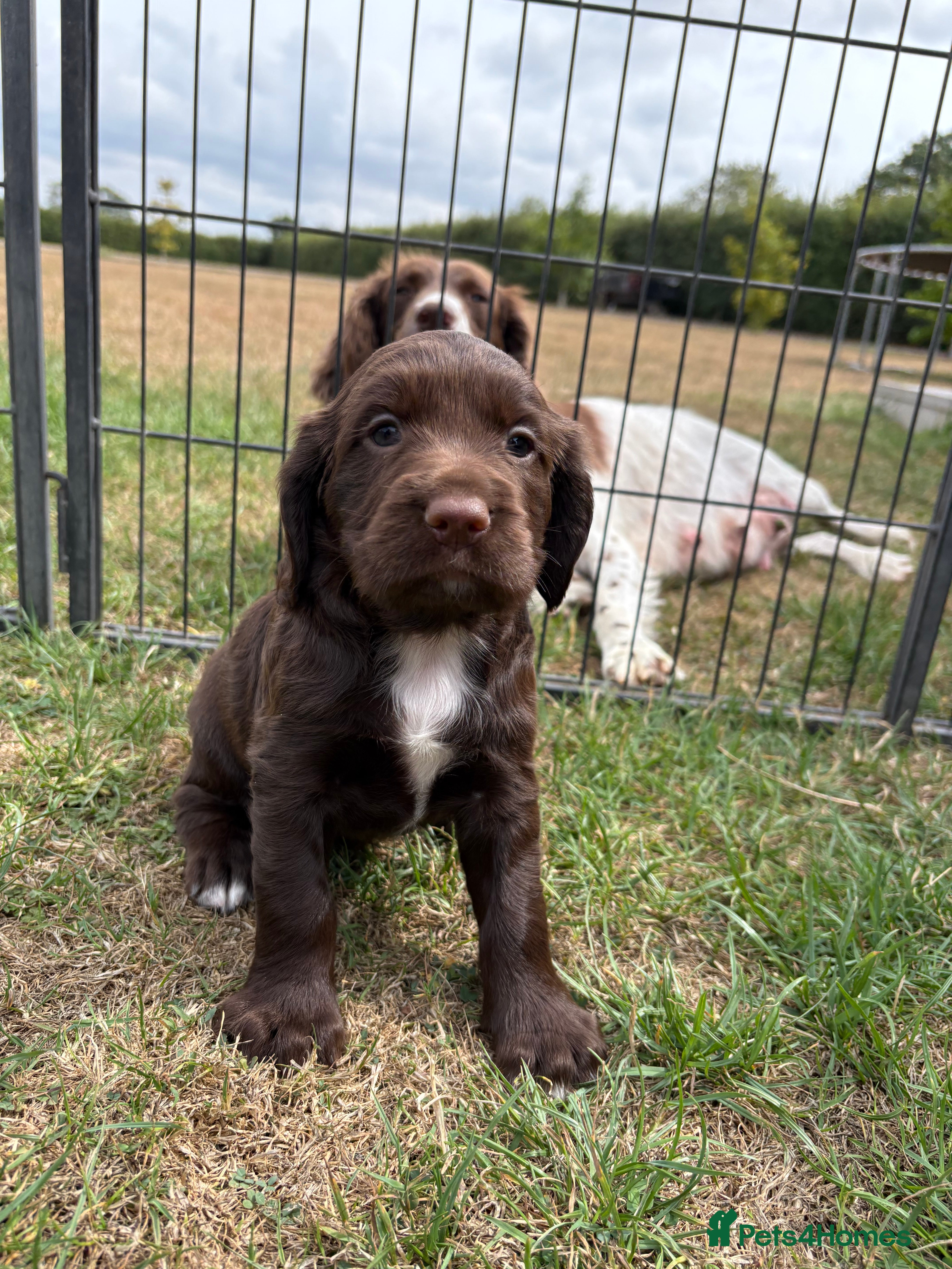 Sprocker dogs Fully Health Tested F1 Sprocker Spaniels - Advert 2