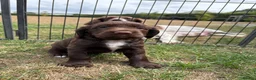 Sprocker dogs for sale: Fully Health Tested F1 Sprocker Spaniels - Advert 2
