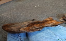 Mixed Breed cats for sale: 2 beautiful female lovely kittens and playfull - Image 19
