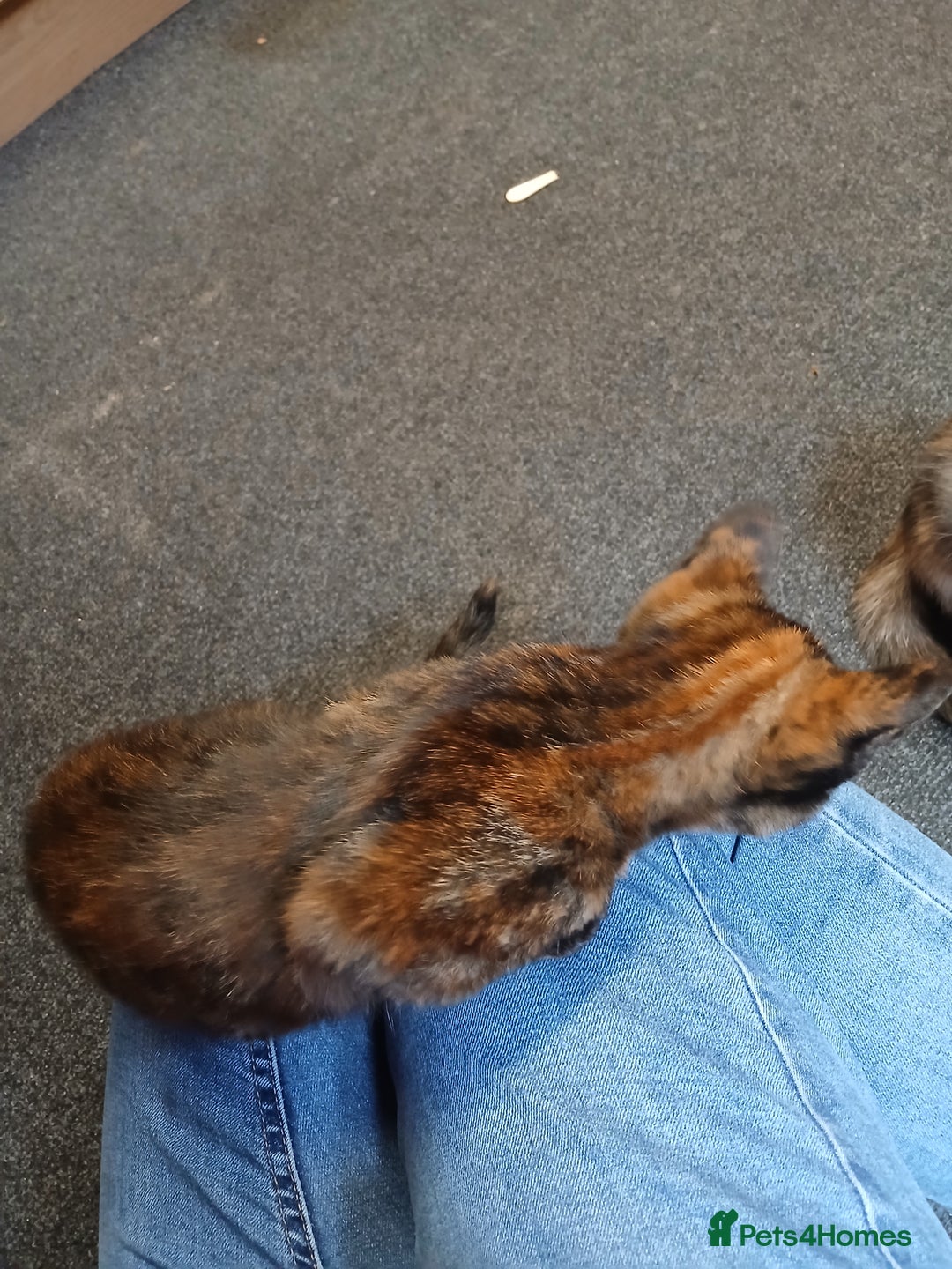 Mixed Breed cats for sale: 2 beautiful female lovely kittens and playfull - Image 19