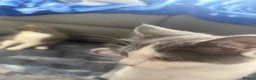 Ragdoll cats for sale: Six beautiful ragdoll and snowshoe kittens - Advert 10