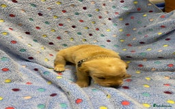 Labrador Retriever dogs for sale: Stunning Litter from working parents KC reg - Image 25