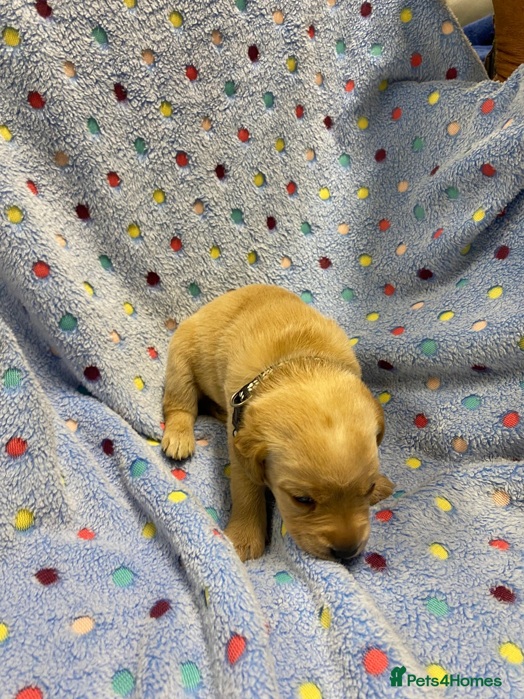 Labrador Retriever dogs for sale: Stunning Litter from working parents KC reg - Image 25