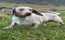 Miniature Dachshund dogs for sale: Miniature Dachshund for sale - Image 8