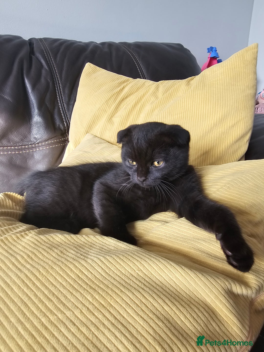 Mixed Breed cats for sale: Scottish Fold Kittens!Rare 🍫chocolate colour🐱 - Image 37