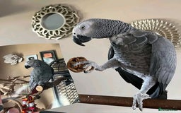 Parrots birds for sale: pretty gray couples from Gabon available - Image 1