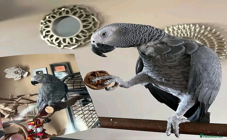 Parrots birds - Advert 3