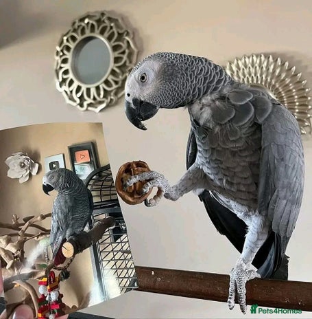 Parrots birds - Advert 3