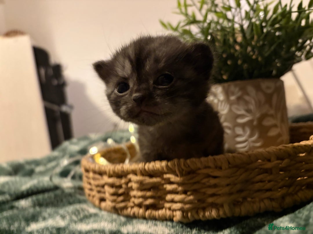 British Shorthair cats for sale: Beautiful British Shorthair Kittens  - Advert 7