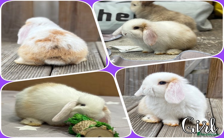 Mini Lop rabbits - Advert 10