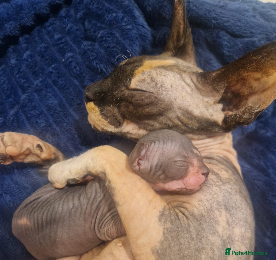 Sphynx cats for sale: Male sphynx kitten - Image 4