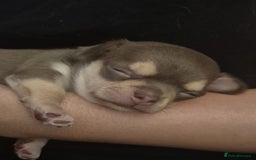 Chihuahua dogs for sale: Little boy is looking  for his forever  home - Image 1