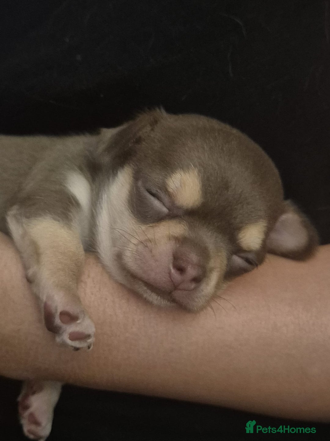Chihuahua dogs for sale: Little boy is looking  for his forever  home - Image 1