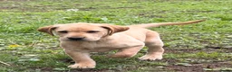 Labrador Retriever dogs for sale: Labrador puppies  - Advert 12