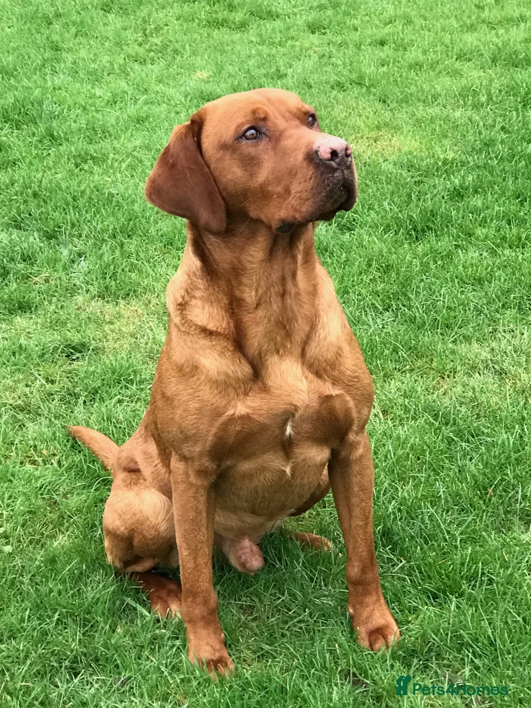 Labrador Retriever dogs for stud: CLAYBROW RED ROOSTER available for Stud - Advert 4