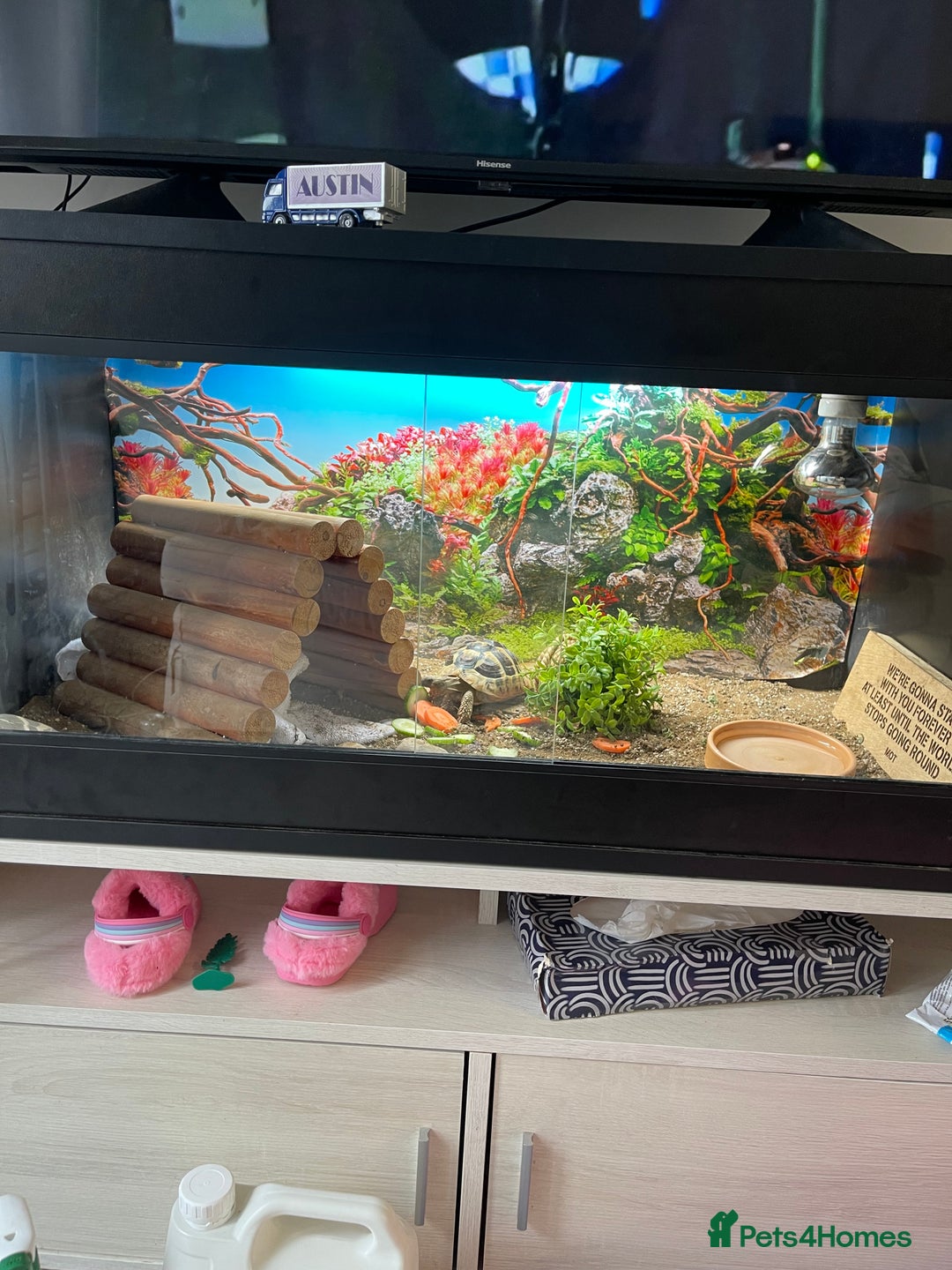 Tortoise reptiles for sale: Tilly the hurman tortoise  - Advert 2