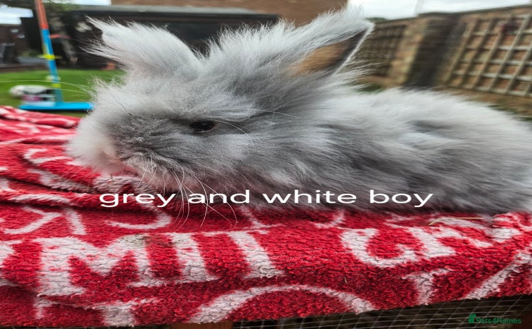 Lionhead rabbits - Advert 11