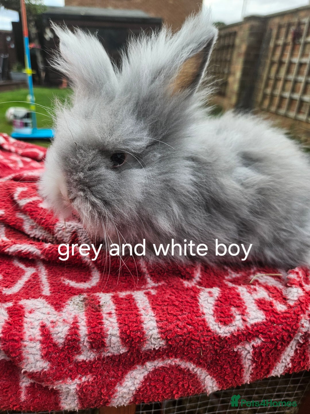 Lionhead rabbits for sale: Beautiful baby lion head bunnies  - Image 3