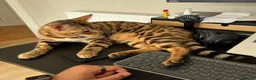 Bengal cats for sale: Bengal Cat For Sale - Advert 4