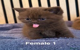 British Shorthair cats for sale: Chocolate/lilac - all cinnamon carriers  - Image 7